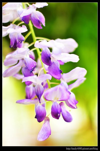 20160417中壢元生公園紫藤花6