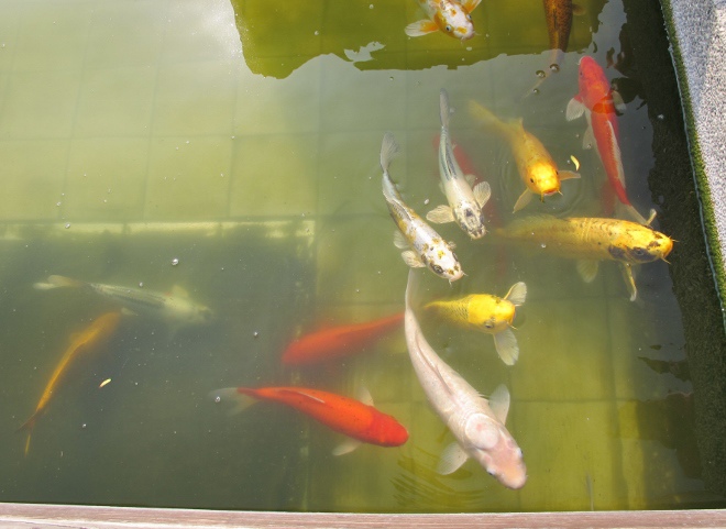 IMG_6411 (660x481) IMG_6411 (660x481)