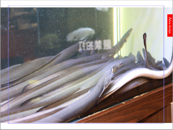 【新竹美食週記】元鮨壽司，店內的鰻魚料理，全是活跳跳鰻魚現殺現烤-16.jpg