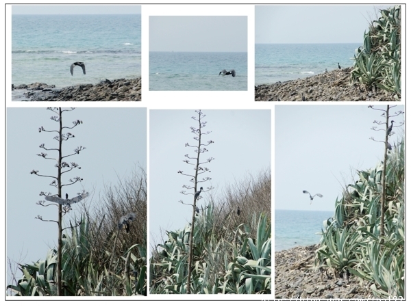 現在去澎湖玩正是好時候