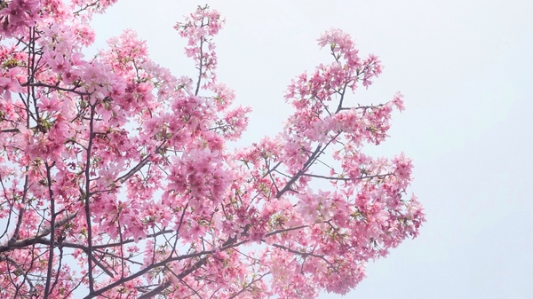 土城希望之河：土城希望之河昭和櫻 ｜捷運海山站5號出口｜台灣土城小黑目川│不塞車 捷運賞櫻好處去