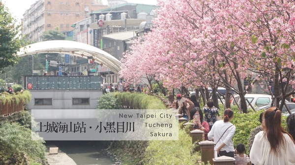 土城希望之河：土城希望之河昭和櫻 ｜捷運海山站5號出口｜台灣土城小黑目川│不塞車 捷運賞櫻好處去