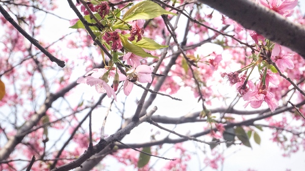 土城希望之河：土城希望之河昭和櫻 ｜捷運海山站5號出口｜台灣土城小黑目川│不塞車 捷運賞櫻好處去
