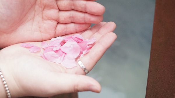 土城希望之河：土城希望之河昭和櫻 ｜捷運海山站5號出口｜台灣土城小黑目川│不塞車 捷運賞櫻好處去