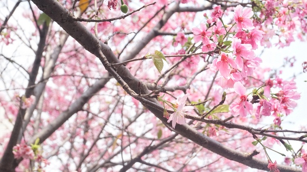 土城希望之河：土城希望之河昭和櫻 ｜捷運海山站5號出口｜台灣土城小黑目川│不塞車 捷運賞櫻好處去