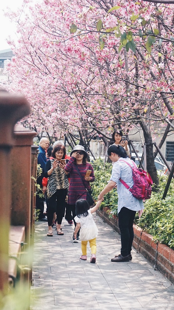 土城希望之河：土城希望之河昭和櫻 ｜捷運海山站5號出口｜台灣土城小黑目川│不塞車 捷運賞櫻好處去