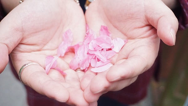 土城希望之河：土城希望之河昭和櫻 ｜捷運海山站5號出口｜台灣土城小黑目川│不塞車 捷運賞櫻好處去