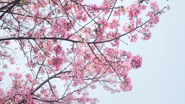 土城希望之河：土城希望之河昭和櫻 ｜捷運海山站5號出口｜台灣土城小黑目川│不塞車 捷運賞櫻好處去