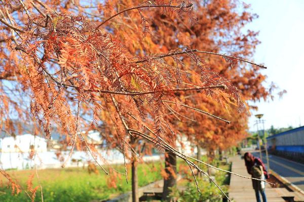 后豐鐵馬道：【台中景點】后豐鐵馬道落羽松秘境。享受這樣片刻的寧靜也挺美好。來場與落羽松對話的輕旅行吧
