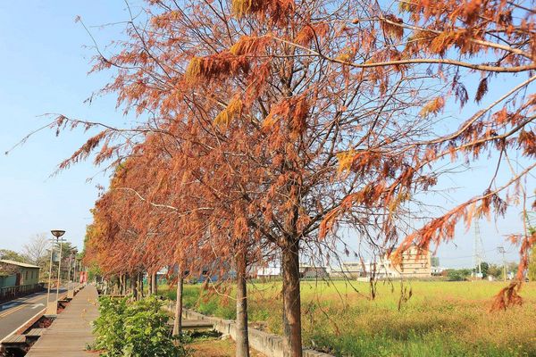 后豐鐵馬道：【台中景點】后豐鐵馬道落羽松秘境。享受這樣片刻的寧靜也挺美好。來場與落羽松對話的輕旅行吧