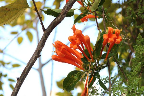 后豐鐵馬道：【台中景點】后豐鐵馬道落羽松秘境。享受這樣片刻的寧靜也挺美好。來場與落羽松對話的輕旅行吧