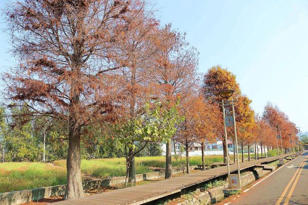 后豐鐵馬道：【台中景點】后豐鐵馬道落羽松秘境。享受這樣片刻的寧靜也挺美好。來場與落羽松對話的輕旅行吧