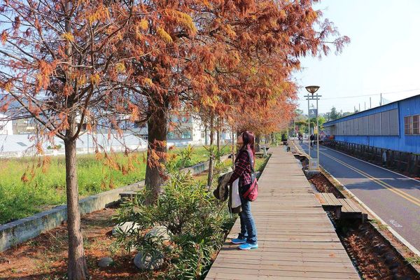 后豐鐵馬道：【台中景點】后豐鐵馬道落羽松秘境。享受這樣片刻的寧靜也挺美好。來場與落羽松對話的輕旅行吧