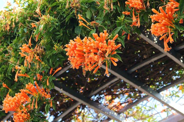 后豐鐵馬道：【台中景點】后豐鐵馬道落羽松秘境。享受這樣片刻的寧靜也挺美好。來場與落羽松對話的輕旅行吧