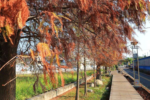 后豐鐵馬道：【台中景點】后豐鐵馬道落羽松秘境。享受這樣片刻的寧靜也挺美好。來場與落羽松對話的輕旅行吧