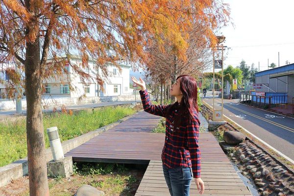 后豐鐵馬道：【台中景點】后豐鐵馬道落羽松秘境。享受這樣片刻的寧靜也挺美好。來場與落羽松對話的輕旅行吧