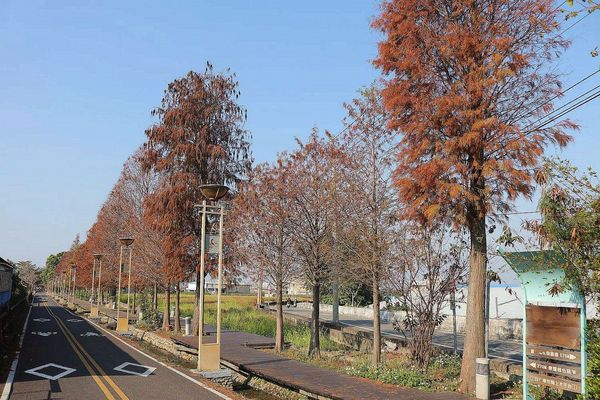 后豐鐵馬道：【台中景點】后豐鐵馬道落羽松秘境。享受這樣片刻的寧靜也挺美好。來場與落羽松對話的輕旅行吧