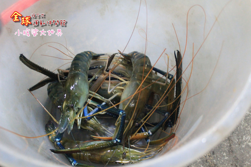 釣蝦 034