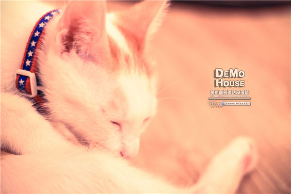 DEMO HOUSE早午餐-桃園市/桃園區(快帶您的毛小孩來共進餐點)