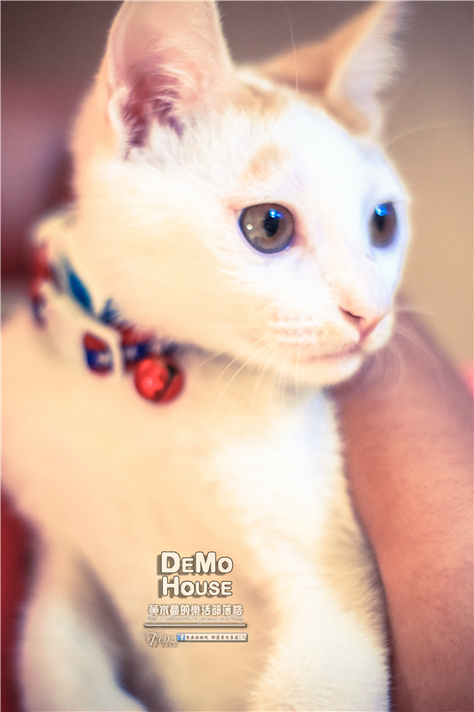 DEMO HOUSE早午餐-桃園市/桃園區(快帶您的毛小孩來共進餐點)