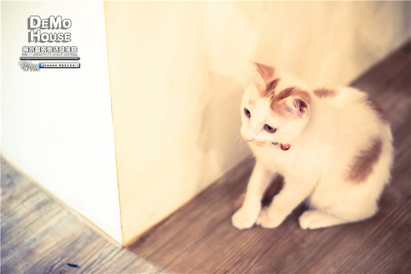 DEMO HOUSE早午餐-桃園市/桃園區(快帶您的毛小孩來共進餐點)