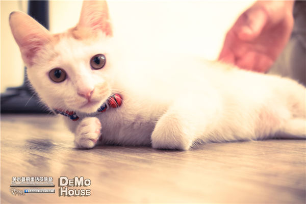 DEMO HOUSE早午餐-桃園市/桃園區(快帶您的毛小孩來共進餐點)