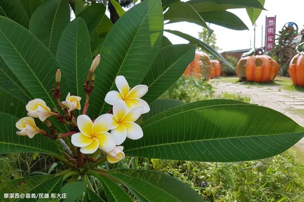 【嘉義/民雄】熊大庄