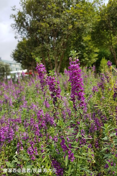 【嘉義/民雄】熊大庄