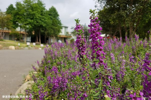 【嘉義/民雄】熊大庄