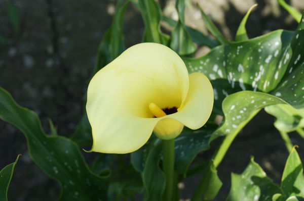 12.DSC00486.JPG 12.DSC00486.JPG