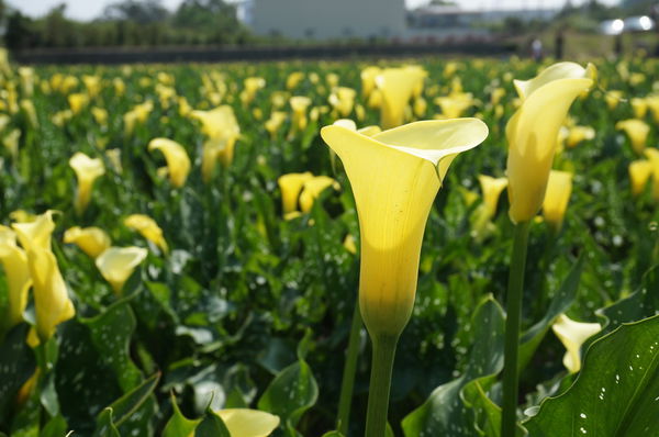 4.DSC00515.JPG 4.DSC00515.JPG