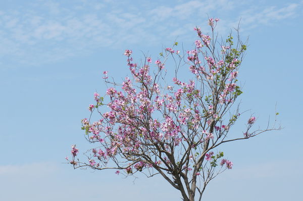 26.DSC00602.JPG 26.DSC00602.JPG