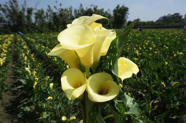 28.DSC00545.JPG 28.DSC00545.JPG