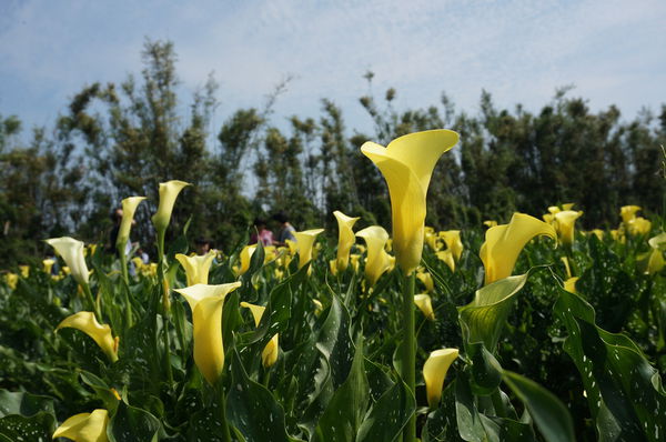 6.DSC00528.JPG 6.DSC00528.JPG