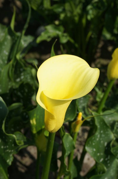 8.DSC00500.JPG 8.DSC00500.JPG