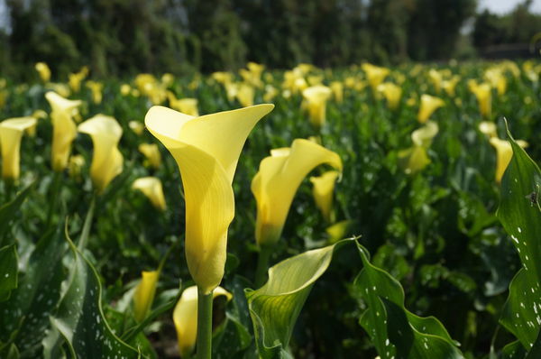 7.DSC00527.JPG 7.DSC00527.JPG