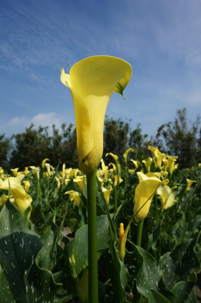 9.DSC00502.JPG 9.DSC00502.JPG