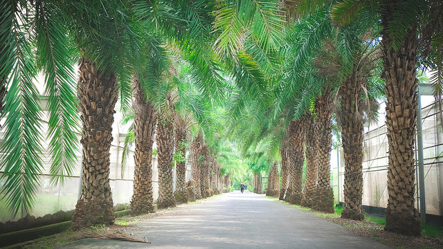 【雲林景點】九九莊園 約會景點 IG景點 斗六景點 親子情侶約會好景點