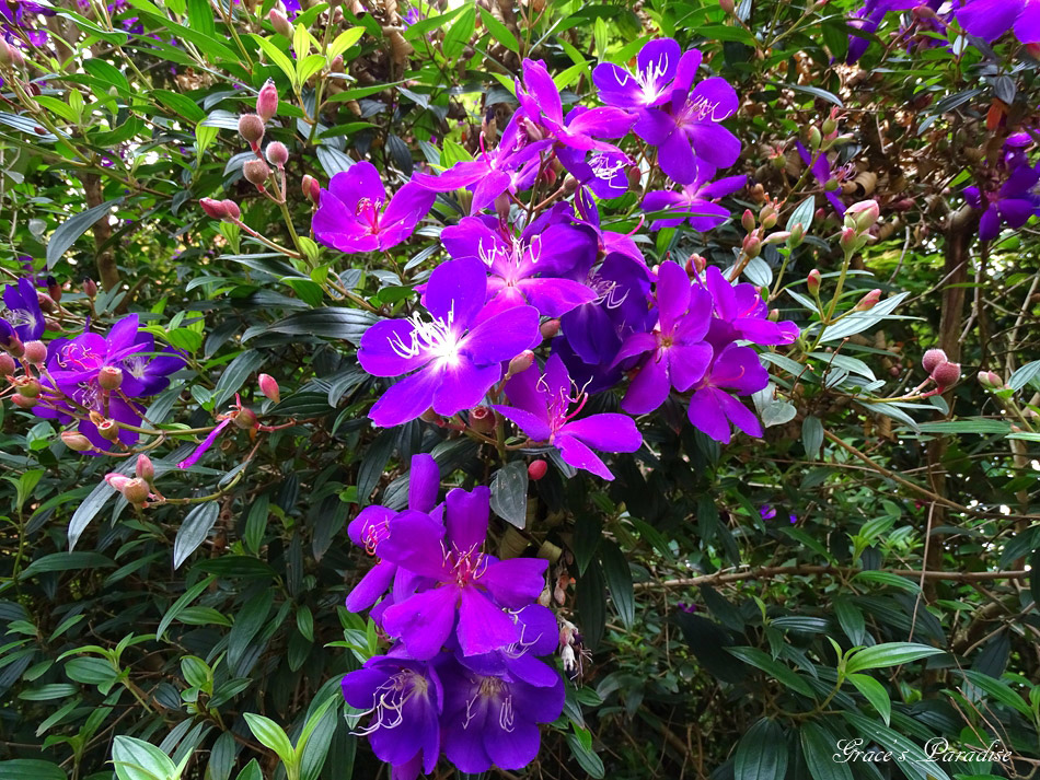 台北奧萬大 (8).jpg 台北奧萬大 (8).jpg