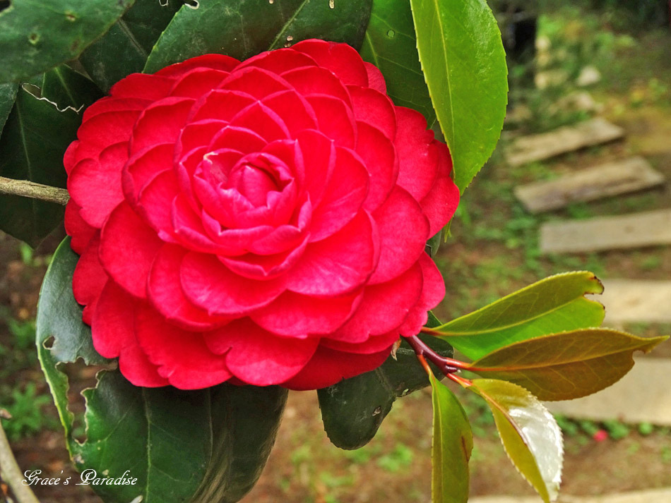 台北奧萬大 (42).jpg 台北奧萬大 (42).jpg