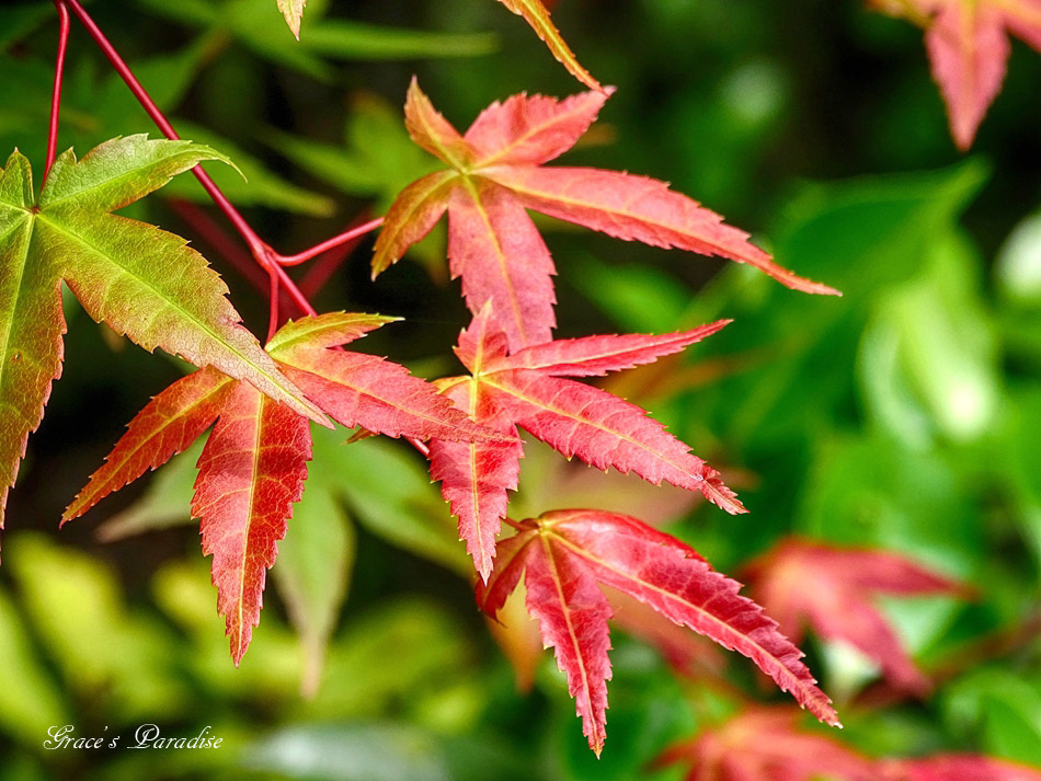 台北奧萬大 (41).jpg 台北奧萬大 (41).jpg