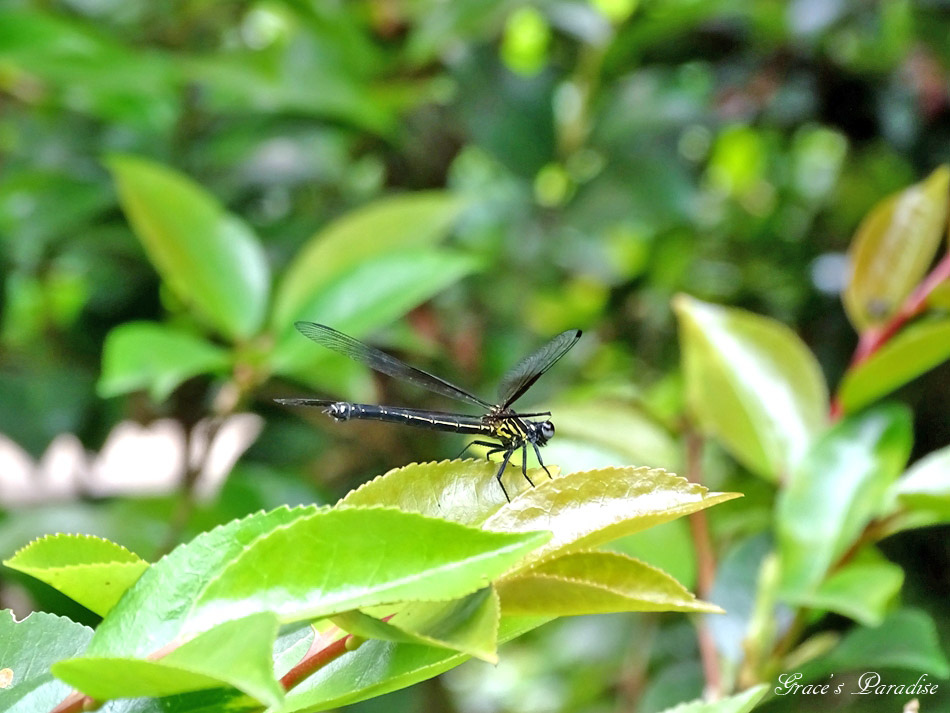 台北奧萬大 (1).jpg 台北奧萬大 (1).jpg