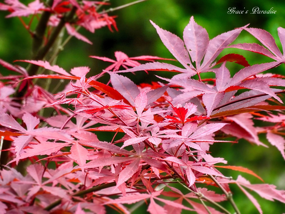 台北奧萬大 (46).jpg 台北奧萬大 (46).jpg