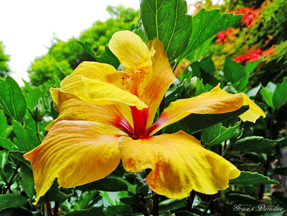 台北奧萬大 (28).jpg 台北奧萬大 (28).jpg