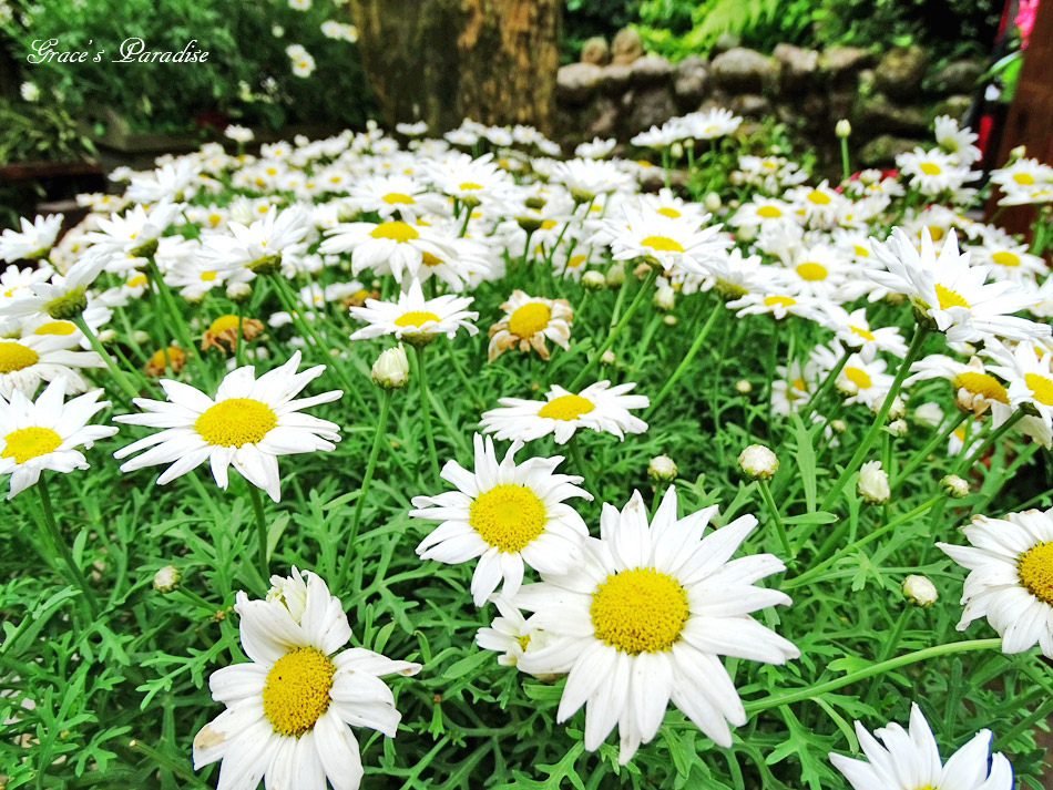 台北奧萬大 (5).jpg 台北奧萬大 (5).jpg