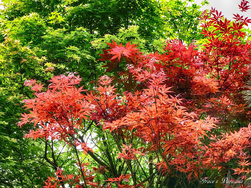 台北奧萬大 (57).jpg 台北奧萬大 (57).jpg