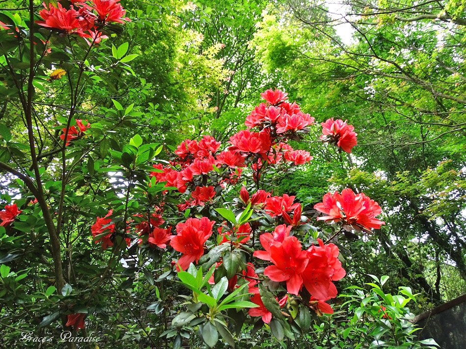 台北奧萬大 (47).jpg 台北奧萬大 (47).jpg