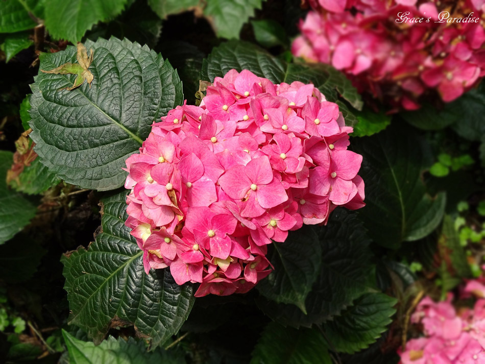 台北奧萬大 (24).jpg 台北奧萬大 (24).jpg