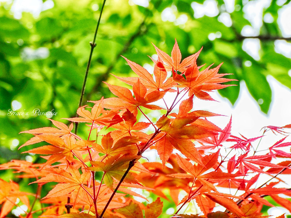 台北奧萬大 (37).jpg 台北奧萬大 (37).jpg