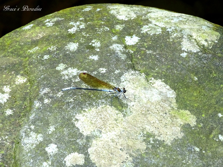 台北奧萬大 (53).jpg 台北奧萬大 (53).jpg